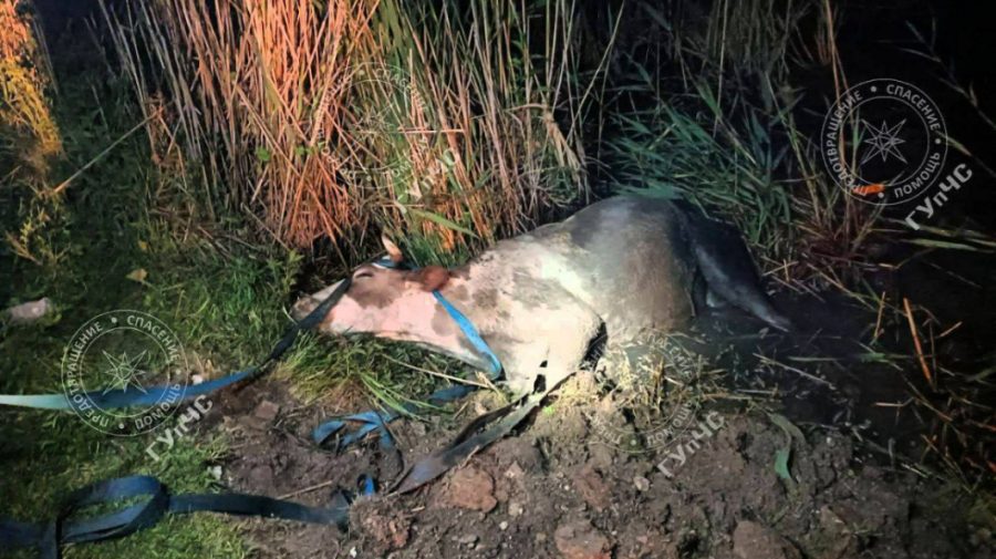 VIDEO Misiune neobișnuită pentru salvatori. Au salvat o vacă dintr-un lac