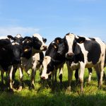 BNS: Gospodăriile din Moldova pierd animale, iar producția de lapte scade
