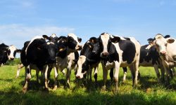 BNS: Gospodăriile din Moldova pierd animale, iar producția de lapte scade