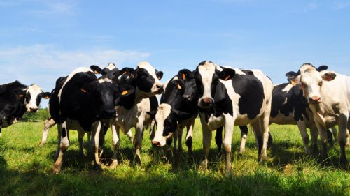 BNS: Gospodăriile din Moldova pierd animale, iar producția de lapte scade