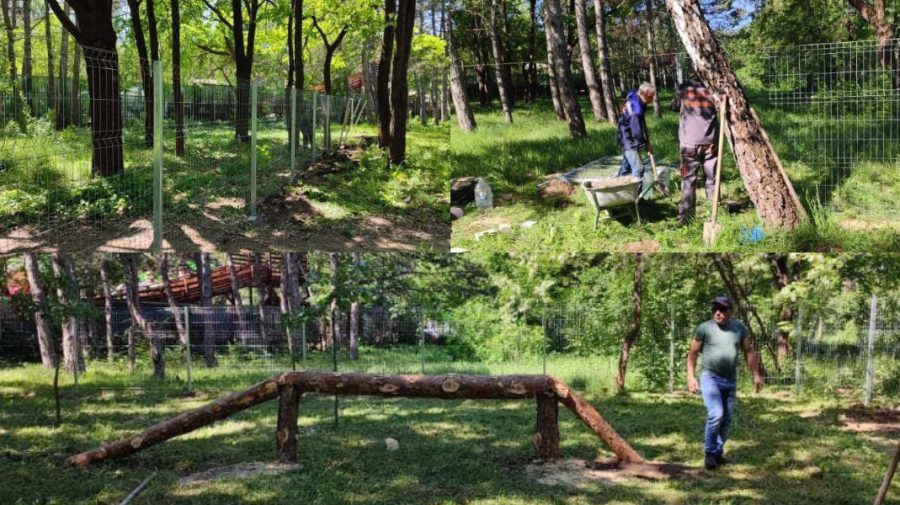 FOTO Câinii din Chișinău vor avea locuri speciale unde se vor putea plimba. Primăria vine cu detalii
