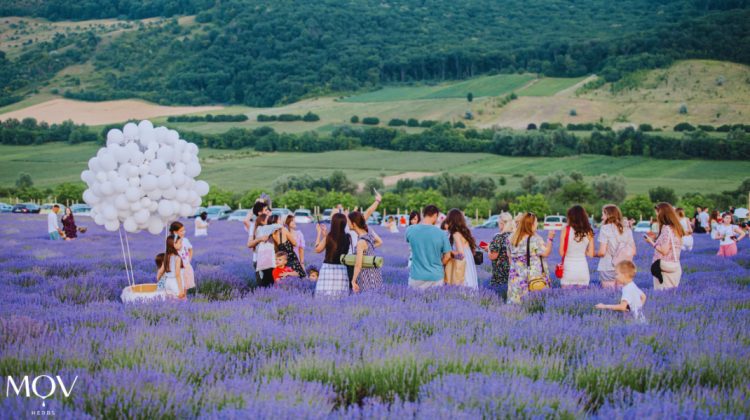 Nu rata festivalul „APUSUL MOV 2024”! Vino să te bucuri de farmecul lavandei din Codrii Moldovei