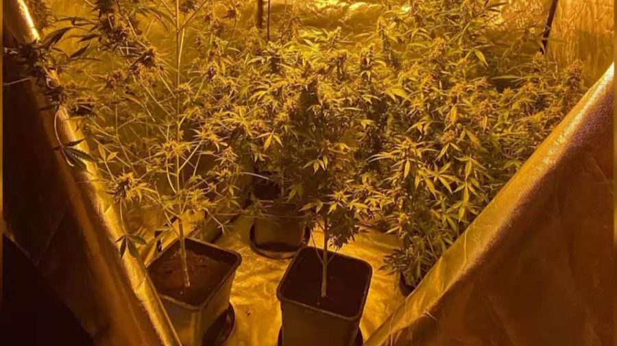 VIDEO Un bărbat din Strășeni creștea marijuana în condiții casnice. Suspectul riscă ani grei de închisoare