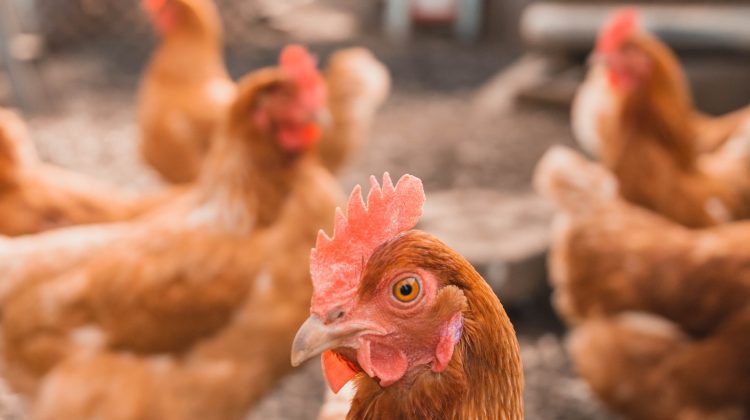 Primul deces la om din cauza gripei aviare de tip H5N2, potrivit OMS