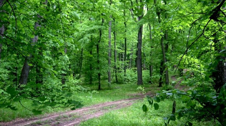 Doi copii s-au rătăcit într-o pădure din Chișinău după ce au mers la cules cireșe. Ce spune IGSU
