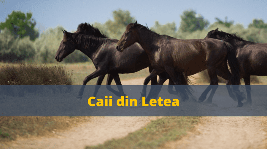 VIDEO România turistică: Pădurea Letea – locul unde trăiesc ultimii cai sălbatici din Europa
