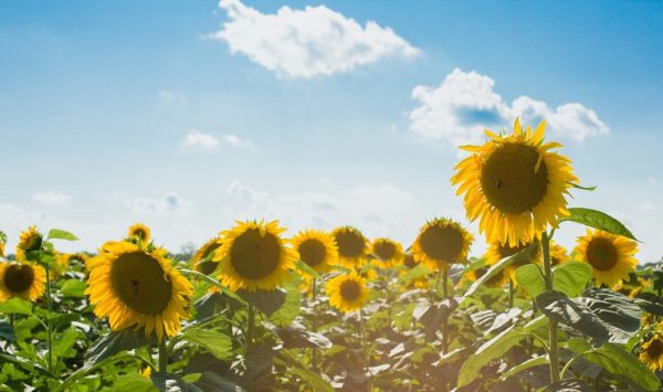Prognoza meteo pentru 11 august: Vreme caldă și fără ploi, iar temperaturile vor ajunge până la +35°C