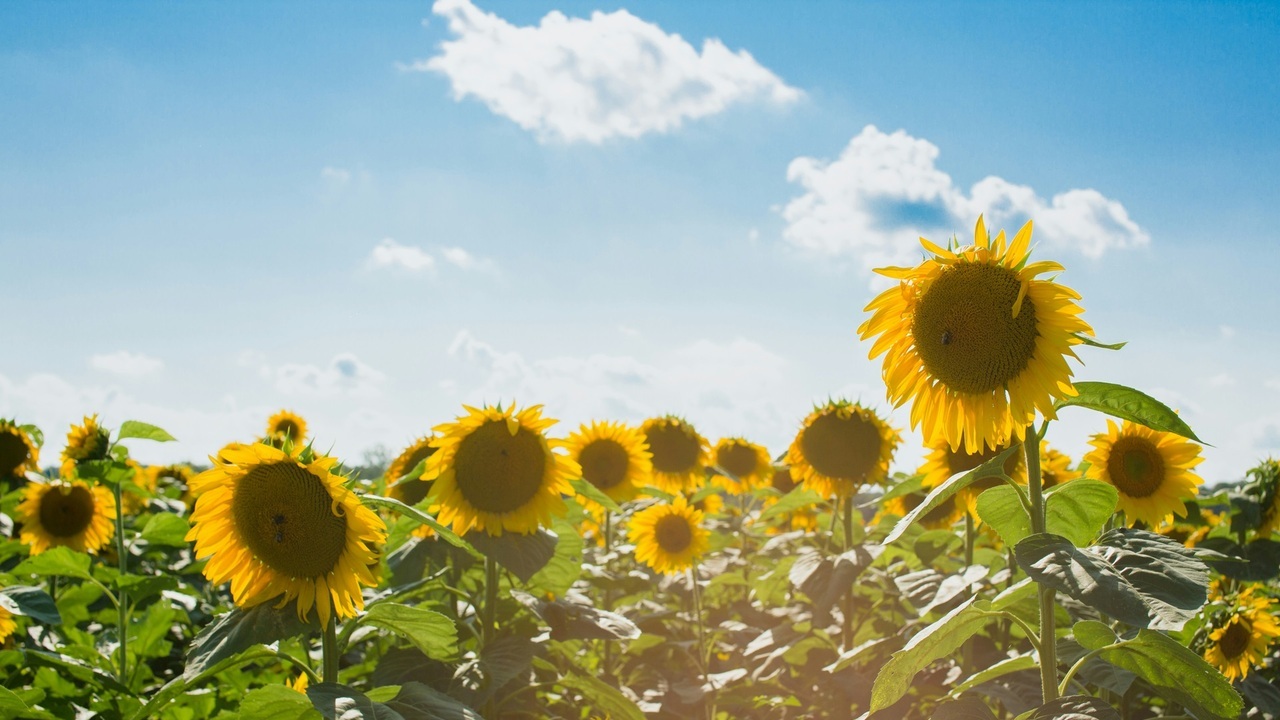 Prognoza meteo pentru 11 august: Vreme caldă și fără ploi, iar temperaturile vor ajunge până la +35°C