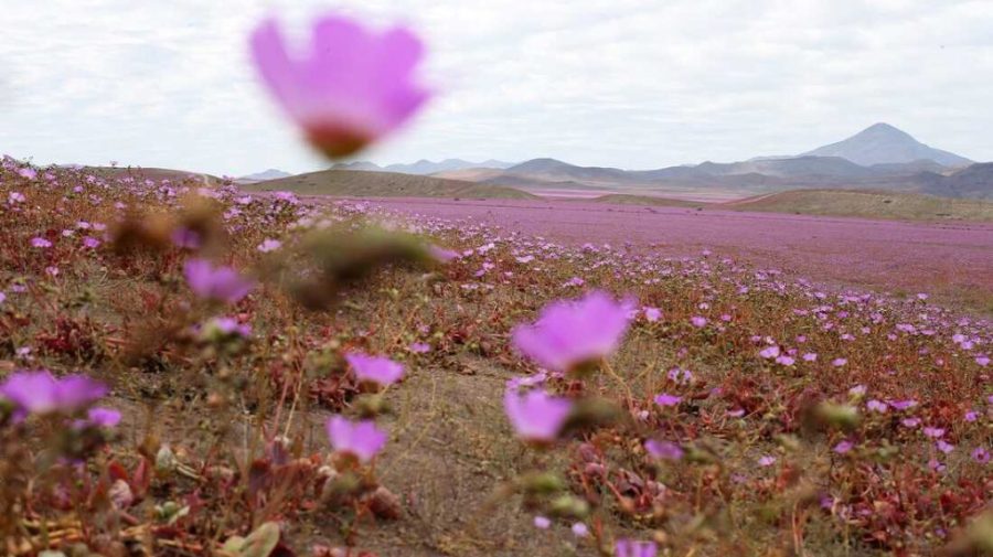 Fenomen rar: Flori în toiul iernii în cel mai arid deșert de pe planetă