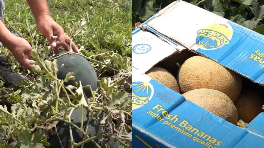 VIDEO Pepenii moldovenești s-au copt, în acest an, mai devreme. Istoria unui agricultor de la nord