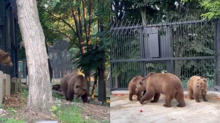 VIDEO Trei urși tineri din Ucraina au fost aduși la Grădina Zoologică din Chișinău