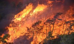 STUDIU Aerul poluat de incendii este asociat cu 1,5 milioane de decese pe an la nivel mondial