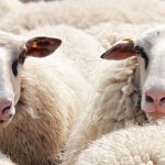Adopți o oaie sau un pom fructifer și primești produse acasă. Cum funcționează noua platforma lansată în România