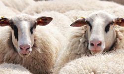 Adopți o oaie sau un pom fructifer și primești produse acasă. Cum funcționează noua platforma lansată în România