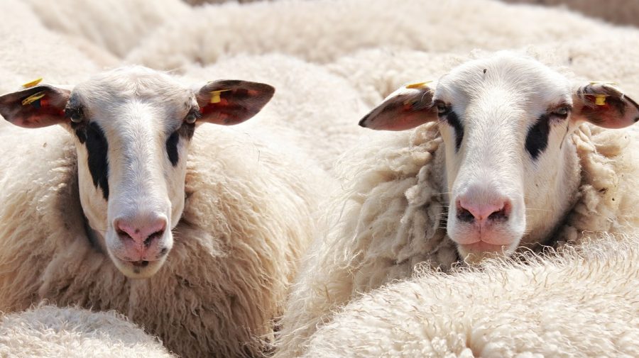 Fermele de ovine din Belgia, în alertă! Mii de animale au „limba albastră”