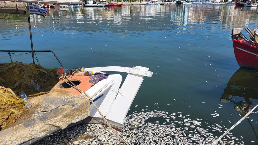Sute de mii de peşti morţi au invadat un port turistic din Grecia. Cum s-a ajuns la această situație