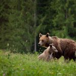 VIDEO O ursoaică a smuls bara din spate a unei mașini, pe Transfăgărășan