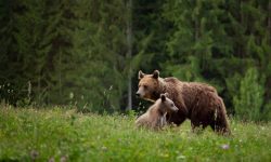 VIDEO O ursoaică a smuls bara din spate a unei mașini, pe Transfăgărășan