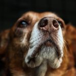 Doi oameni, condamnați pentru cruzime față de animale. Un câine și 62 de oi și capre au murit