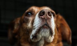 Doi oameni, condamnați pentru cruzime față de animale. Un câine și 62 de oi și capre au murit