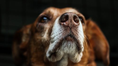 Doi oameni, condamnați pentru cruzime față de animale. Un câine și 62 de oi și capre au murit