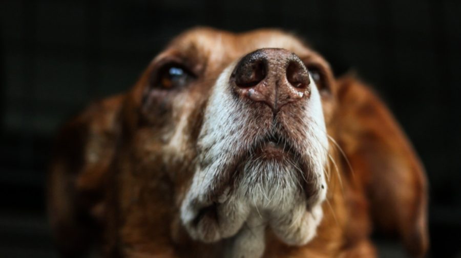 Doi oameni, condamnați pentru cruzime față de animale. Un câine și 62 de oi și capre au murit