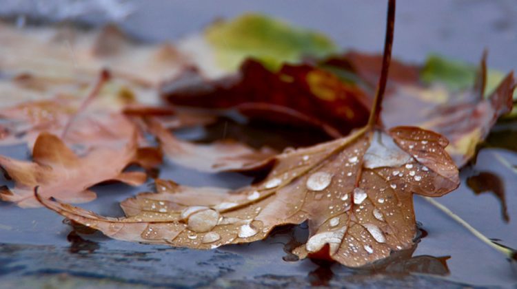 Vremea ”îmbracă” straie de toamnă. Ce temperaturi vom avea în weekend