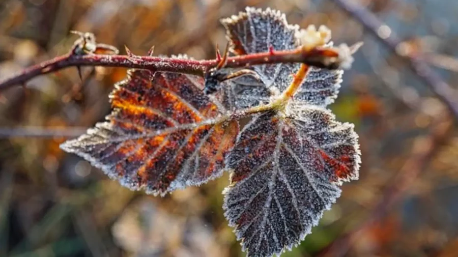 Cod galben de înghețuri la sol pe timp de noapte. Ce temperaturi anunță meteorologii?