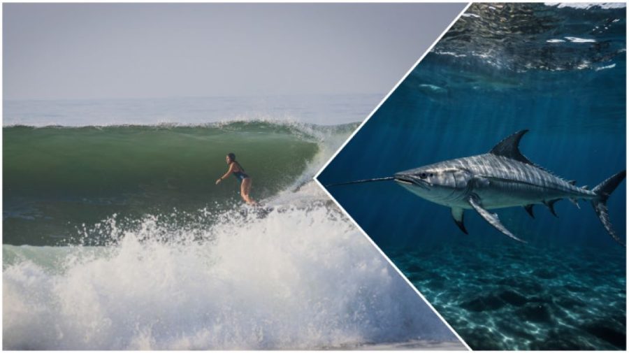 O italiancă a murit după ce a fost înjunghiată în inimă de un pește-spadă în timp ce făcea surf în Indonezia