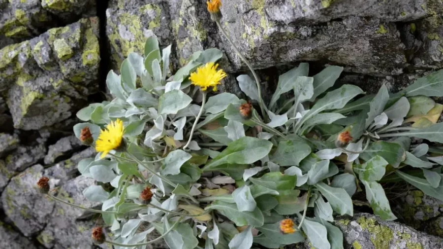 Una dintre cele mai vechi plante de pe Pământ a fost descoperită în România