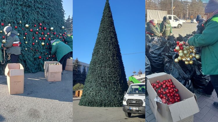 FOTO Pregătirile de inaugurare sunt în toi! Muncitorii de la Spații Verzi îmbodobesc bradul din PMAN