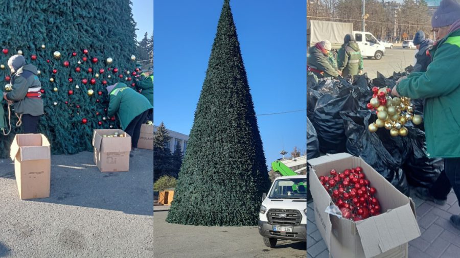 FOTO Pregătirile de inaugurare sunt în toi! Muncitorii de la Spații Verzi îmbodobesc bradul din PMAN