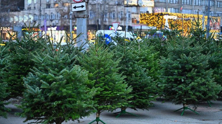 Târguri cu brazi, în capitală: Vezi adresele de unde poți cumpăra un pom de Crăciun, începând cu 1 decembrie