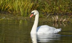 FOTO Caz grav în raionul Sîngerei. Un bărbat a încercat să vândă pe internet o lebădă albă