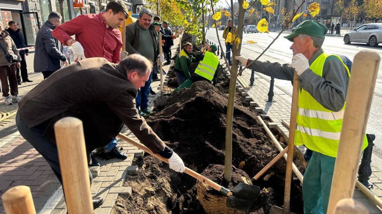 FOTO Chișinăul devine oraș al teilor! În centrul Capitalei a început plantarea arborilor