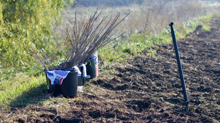 Campania de împădurire de toamnă începe pe 16 noiembrie: Se vor planta arbori pe circa 4000 de hectare