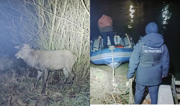 FOTO Intervenție specială în zona de frontieră. Un cerb nobil a fost salvat din apele reci ale râului Prut