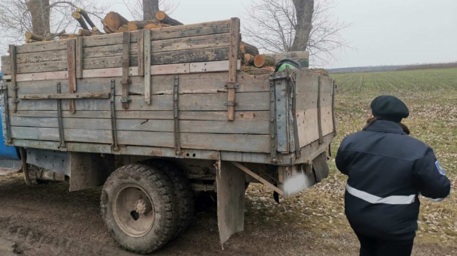 Lemnele din pădure sunt gratuite? Un bărbat din Briceni a fost amendat pentru tăiere ilegală de copaci