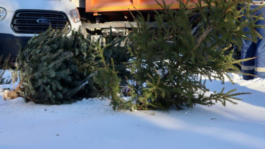 Brazii de Crăciun vor fi reciclați și în acest an. Primăria Capitalei vine cu un îndemn către cetățeni