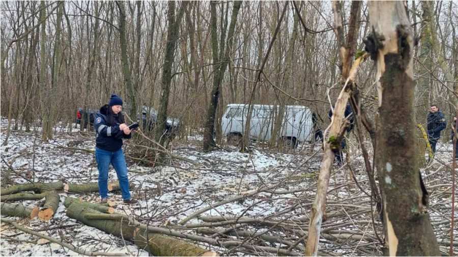 FOTO Defrișările ilegale continuă! 44 de arbori au fost doborâți la pământ în zona de frontieră