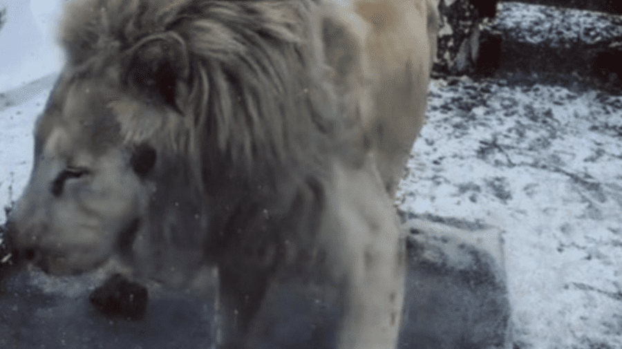 VIDEO Grădina Zoo din Brașov, acuzată de „exploatare”, după ce au apărut imagini cu un leu alb „în stare de psihoză”
