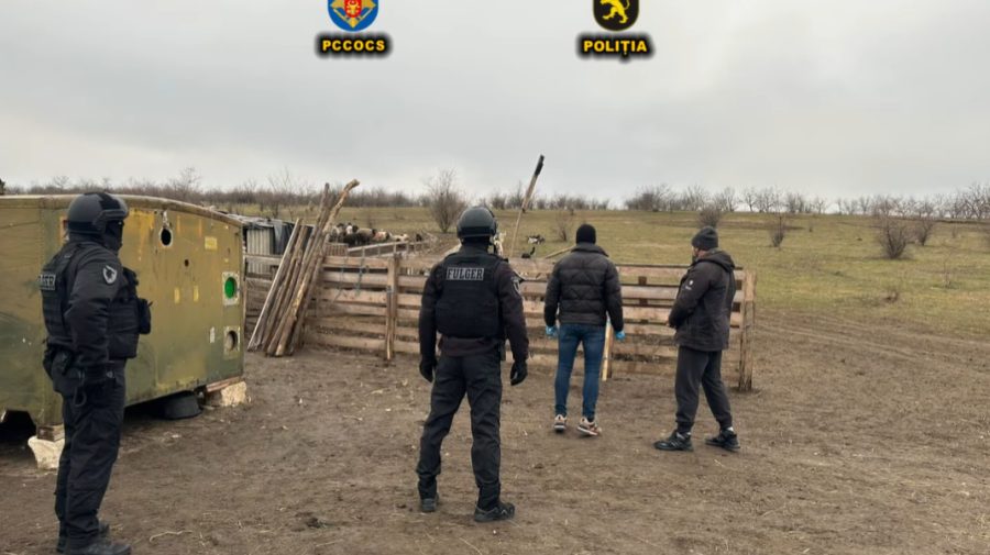 VIDEO Din nou pe mâna poliției. Proprietarul unei ferme din Florești, reținut pentru exploatare prin muncă