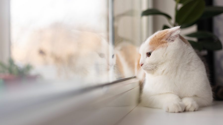 Temperaturi de primăvară în plină iarnă: Cum va fi vremea astăzi?