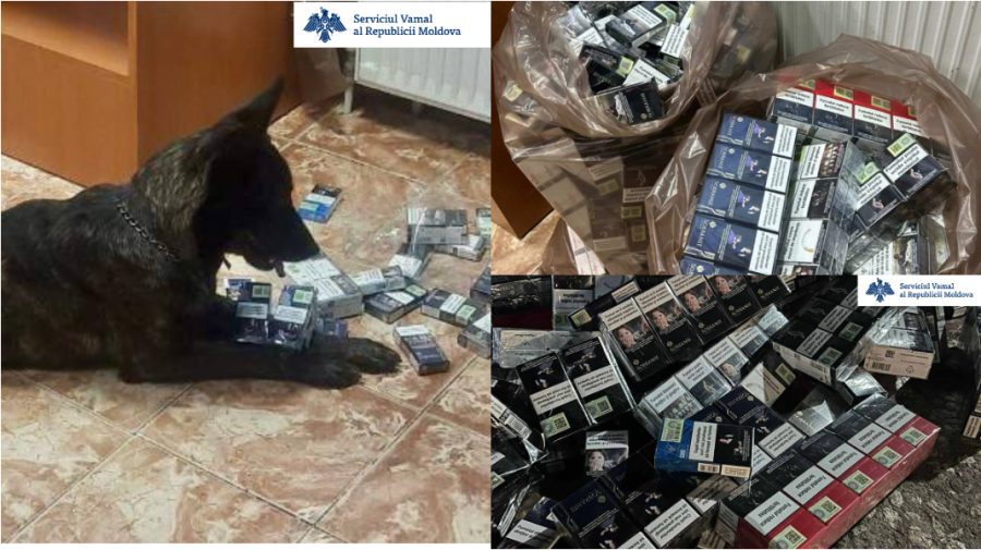 Ghinion pentru un șofer. 12 600 de țigări ticsite într-un microbuz, găsite de patrupeda de serviciu a Vămii, Dona