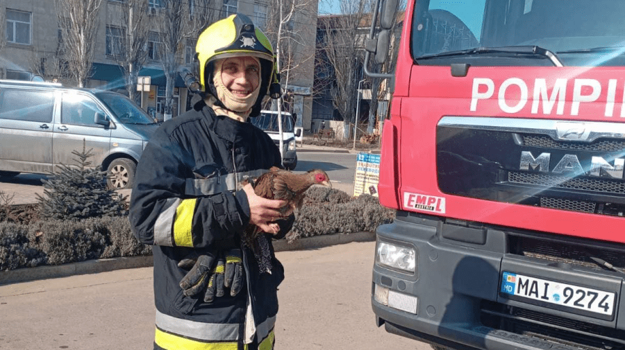 De la Căușeni, cu dragoste. Angajații IGSU au salvat de la înălțime un fazan