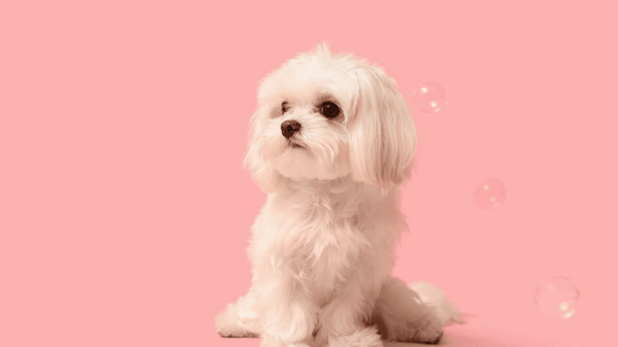 Bichon Maltez – rasa de câine ideală pentru apartamente