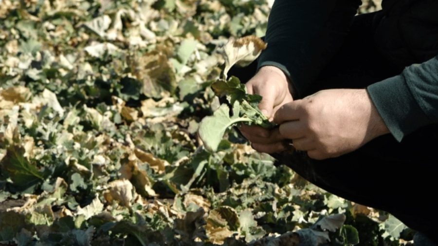 Precipitații sub media anuală. Culturile agricole, în pericol, din cauza secetei