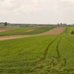 Statul dă în arendă 21 de terenuri agricole: se cer peste 2,6 milioane de lei pe an