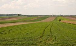 Statul dă în arendă 21 de terenuri agricole: se cer peste 2,6 milioane de lei pe an