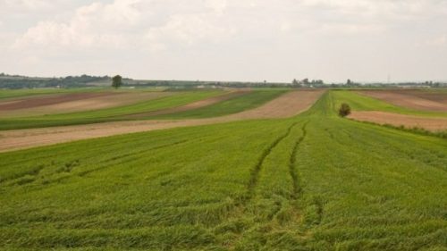 Statul dă în arendă 21 de terenuri agricole: se cer peste 2,6 milioane de lei pe an
